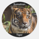 Pesquisar por tigre do sumatran Selvagem