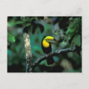 Pesquisar por christian cartoes postais Natureza