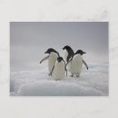 Pesquisar por pinguim adelie cartoes postais Animais