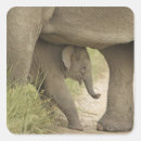 Pesquisar por elefante indiano adesivos Parque nacional corbett
