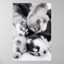Pesquisar por filhotes de cachorro pósteres Peludo