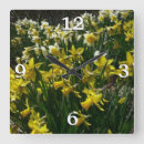 Pesquisar por daffodils amarelos relogios de parede Primavera