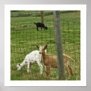 Pesquisar por goat pôsteres pósteres Goats