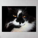 Pesquisar por puma pósteres Gato