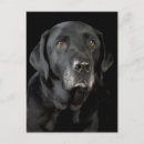 Pesquisar por labrador retriever preto cartoes postais Laboratório negro