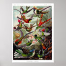 Pesquisar por darwin pósteres Natureza