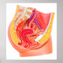 Pesquisar por órgãos reprodutivos pósteres Útero