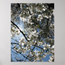 Pesquisar por flor cerejeira sakura pósteres Flora