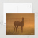 Pesquisar por cavalo árabe cartoes postais Animal