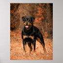 Pesquisar por rottweiler pôsteres pósteres Rottie