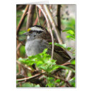 Pesquisar por pardal throated branco Pardais