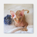 Pesquisar por esfinge imas Gatinho