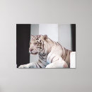 Pesquisar por tigre branco impressão de canvas Gato