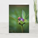 Pesquisar por ladybug cartoes Verão