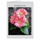 Pesquisar por gerbera cartoes Primavera