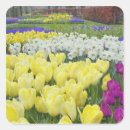 Pesquisar por jacinto de uva Muscari