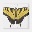 Pesquisar por da borboleta do swallowtail imas Borboletas