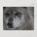 Pesquisar por lobos selvagens cartoes postais Animais