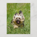 Pesquisar por yorkshire terrier cartoes postais Feliz