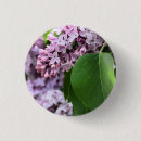 Pesquisar por lilac botons Flor