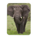 Pesquisar por orelha animal imas Natureza