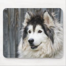 Pesquisar por malamute do alasca Canino