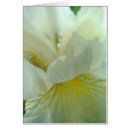 Pesquisar por flor branca com centro amarelo Natureza