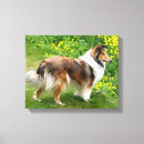 Pesquisar por sheepdog de shetland bandanas Animal