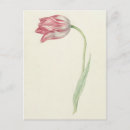 Pesquisar por desenho tulipa cartoes postais Aquarela