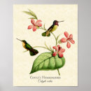 Pesquisar por costela fotografia Colibri