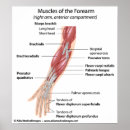 Pesquisar por anatomia muscular pôsteres pósteres Sistema