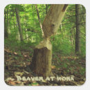 Pesquisar por castor adesivos Roedores