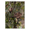 Pesquisar por macaco do marmoset Mamífero