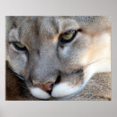 Pesquisar por pumas artes pósteres Pantera