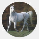 Pesquisar por cavalo árabe adesivos Equestre