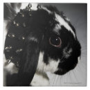 Pesquisar por coelho branco azulejos Natureza