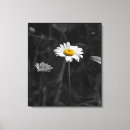 Pesquisar por flores preto e branco da margarida artes pósteres Qualquer pessoa