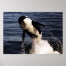 Pesquisar por baleia orca pôsteres pósteres San