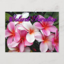 Pesquisar por plumeria cartoes postais Floral