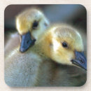 Pesquisar por ganso canadense porta copos Gansos