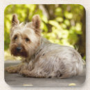Pesquisar por yorkshire terrier porta copos Horizontal