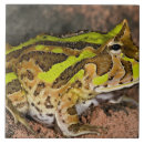 Pesquisar por anfíbios azulejos Animal