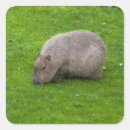 Pesquisar por capivara adesivos Roedor