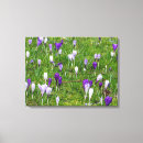 Pesquisar por açafrão roxo Primavera