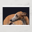 Pesquisar por whippet cartoes postais Sighthound