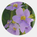 Pesquisar por pervinca adesivos Roxo