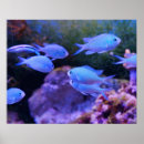 Pesquisar por peixes azuis pôsteres pósteres Mar