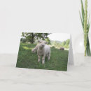 Pesquisar por funny sheep cartoes Lamb