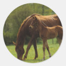 Pesquisar por puro sangue adesivos Equestre