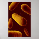 Pesquisar por bioquímica pôsteres pósteres Germe